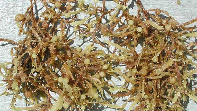 Cây Rong mơ mềm. Sargassum tenerrimum J. Agardh - Cây Thuốc Nam Quanh Ta